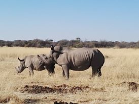 File:Rhino in Namibia.jpg