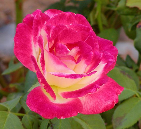 File:Rosa Double Delight.jpg