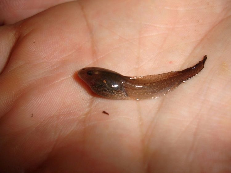 File:Tadpole of Hypsiboas faber.jpg