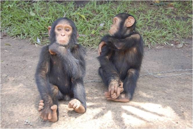 File:Unnamed - Chimpanzee - Central African Republic.jpg