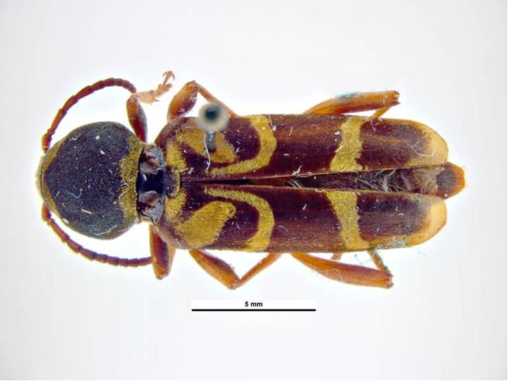 File:Xylotrechus insignis.jpg