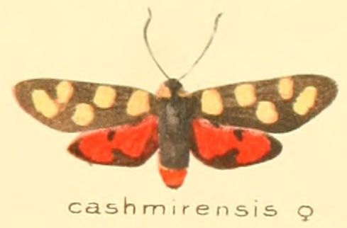 File:Zygaena cashmirensis f.jpg