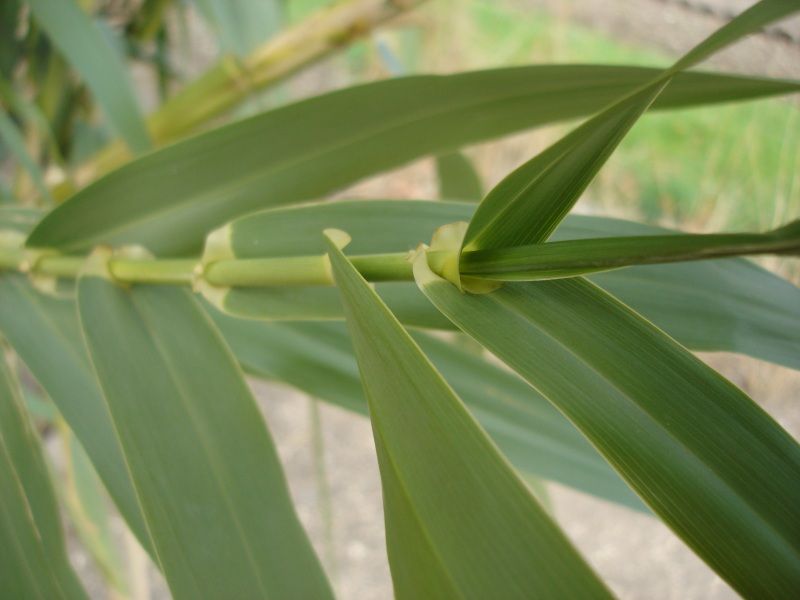 File:Arundo donax 2.jpg