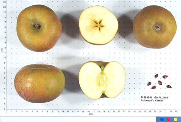 File:Ashmead's Kernel.JPG