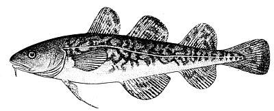 File:Atlantic tomcod.jpg