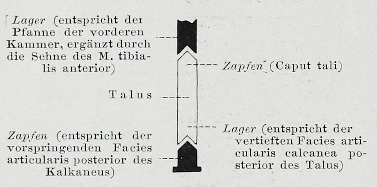 File:Braus 1921 309.png