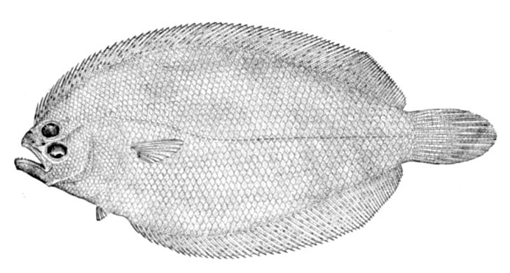 File:Citharichthys spilopterus.jpg