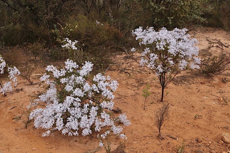 File:Conospermum spectabile habit.jpg