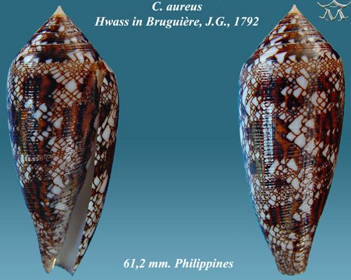 File:Conus aureus 2.jpg