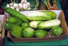 File:Cucumis sativus1.jpg