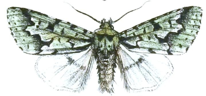 File:Diphtherocome pallida.JPG