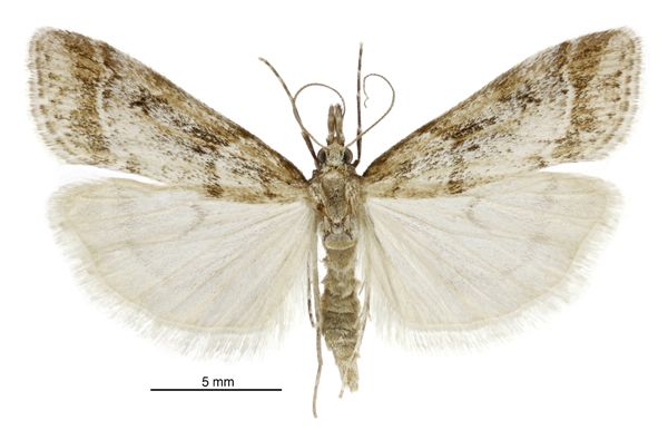 File:Eudonia chalara male2.jpg