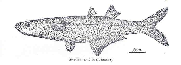 File:FMIB 33857 Menidia menidia (Linnaeus).jpeg