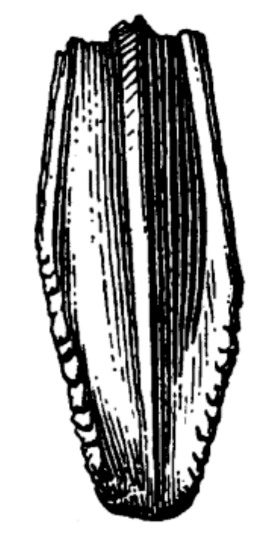 File:Gilmoreosaurus maxillary tooth.png