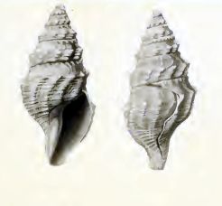 File:Gymnobela pulchra 001.jpg