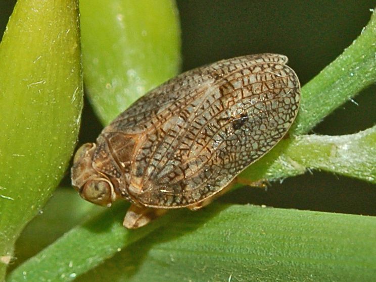 File:Issidae - Issus coleoptratus-000.JPG