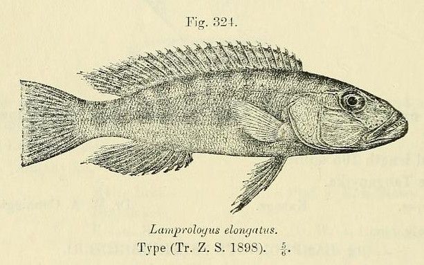 File:Lepidiolamprologus elongatus.jpg