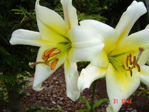 File:Lilium x Dresdener Romance.jpg