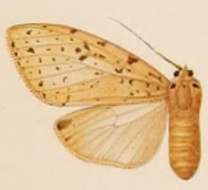 File:Lophocampa albescens.JPG