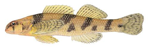 File:Maryland Darter - Dave Neely (illustration).jpg