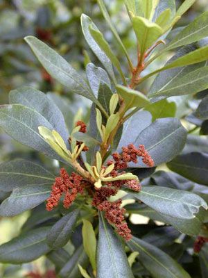 File:Myrica faya.jpg