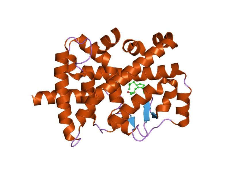 File:PDB 1k4w EBI.jpg