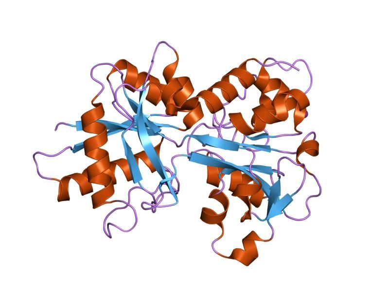 File:PDB 1oqh EBI.jpg