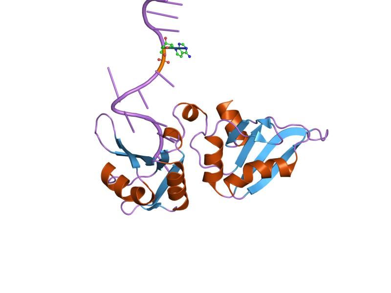 File:PDB 1u1k EBI.jpg