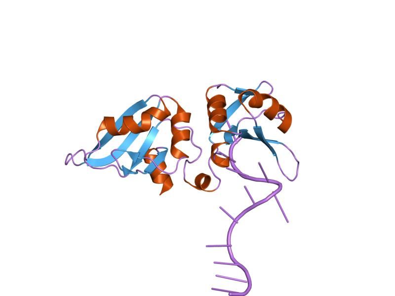 File:PDB 1u1o EBI.jpg