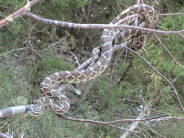 File:Pantherophis guttatus emoryi.jpg