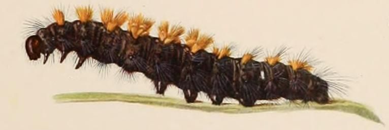 File:Paracles vulpina larva.JPG