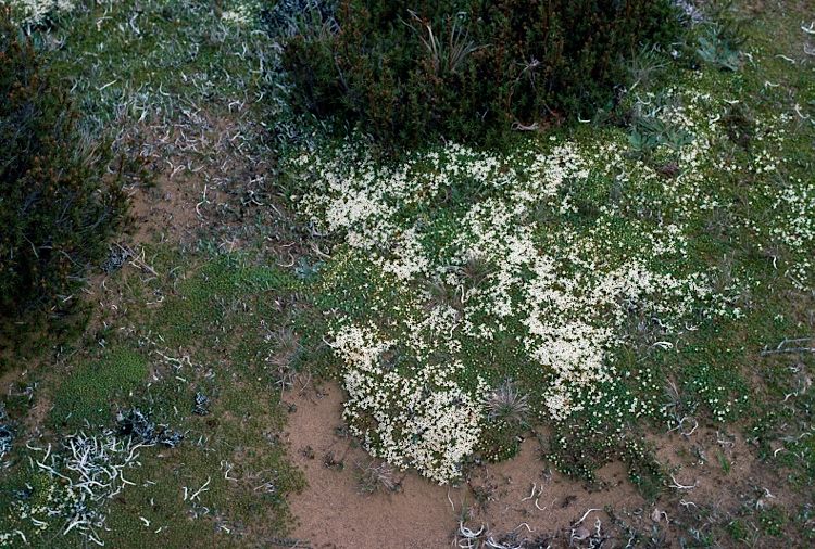 File:Pimelea pygmaea habit.jpg