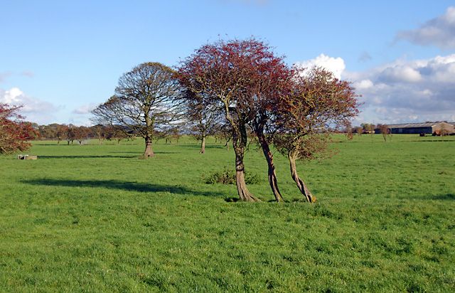 File:Three trees - geograph.org.uk - 613050.jpg