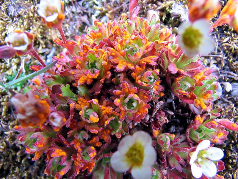 File:Tuftedsaxifrage3-1.jpg