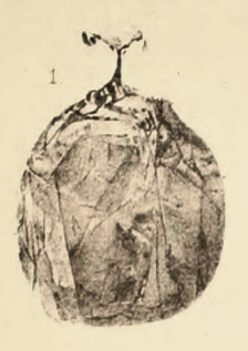 File:Araneaovoius columbiae Scudder 1890 pl2 Fig1.png