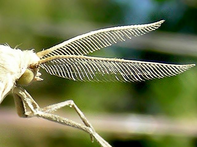 File:Aspitates gilvaria antennae.jpg