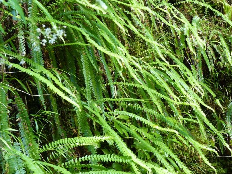 File:Blechnum arcuatum.jpg