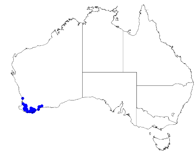 File:Boronia nematophylla DistMap80.png