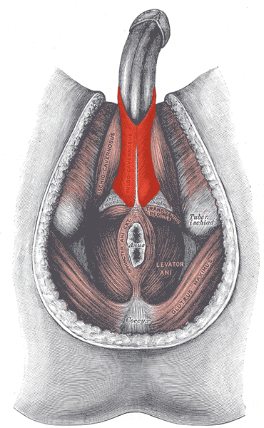 File:Bulbospongiosus-Male.png