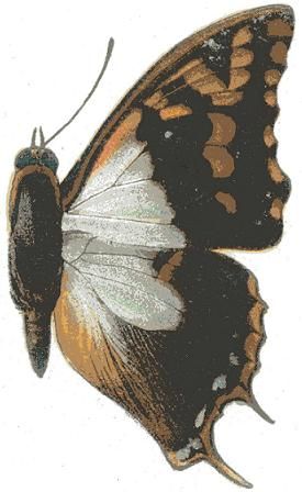 File:Charaxes lactetinctus.JPG