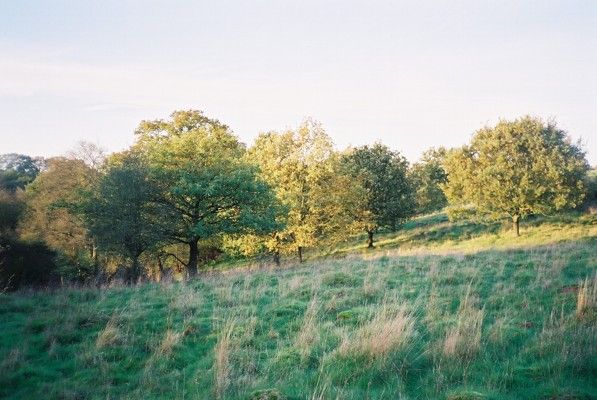 File:Chawridge Bank - geograph.org.uk - 78400.jpg