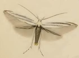 File:Coleophora anatipennella.JPG