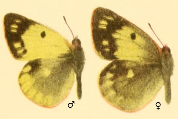 File:Colias montium in Die Großschmetterlinge der Erde.jpg