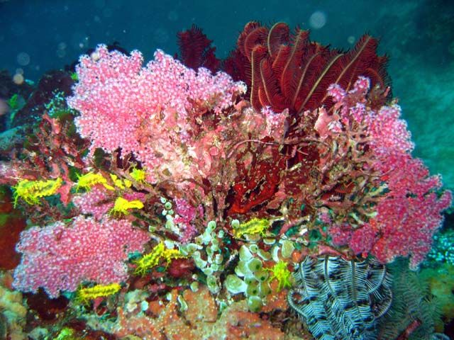 File:Colochirus robustus on reef.jpg