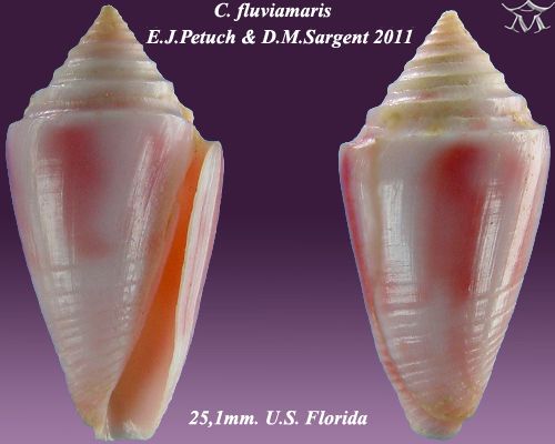 File:Conus fluviamaris 1.jpg