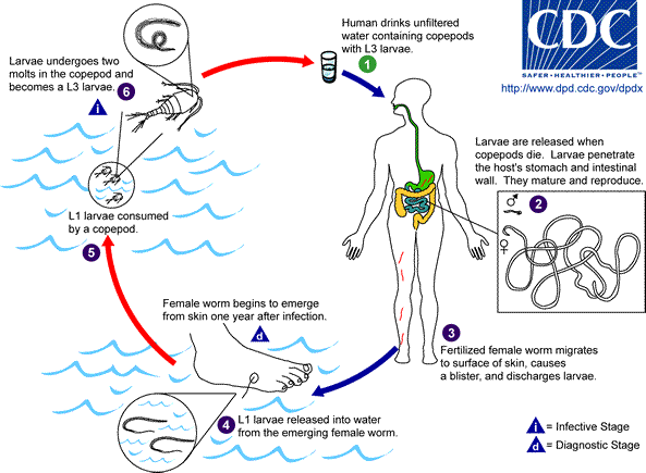 File:Drac life cycle.png