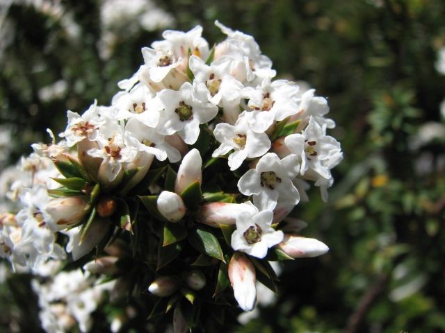 File:Epacris breviflora Baw Baw NP.jpg