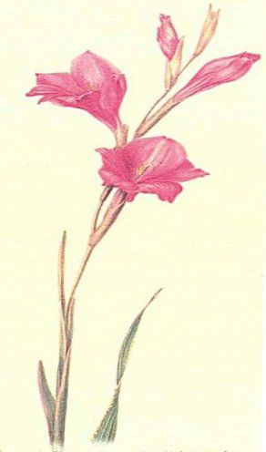 File:Gladiolus caryophyllaceus by John and Margaret Herschel.jpg