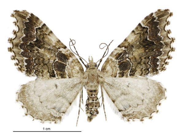 File:Helastia cymozeucta female.jpg