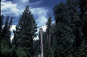 File:Hobo Cedar Crove, Idaho.jpg